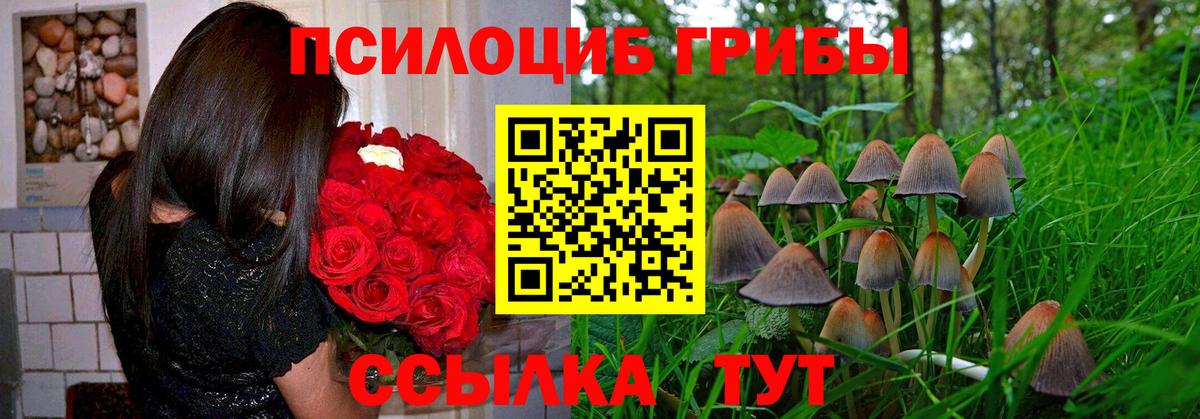 Королёв  Псилоцибиновые грибы Psilocybe  Вход с VPN 